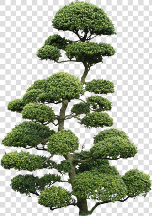 Ilex Crenata Bonsai Png  Transparent Png