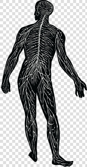 Transparent Nerves Clipart  HD Png Download