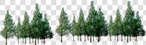 Trees Png Download   Forest Of Trees Png  Transparent Png