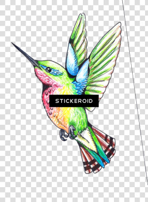 Hummingbird Clipart   Png Download   Humming Bird Clip Art  Transparent Png