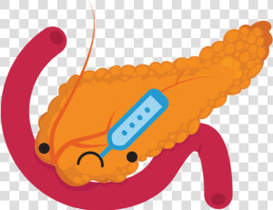 Pancreas   Pancreas Clip Art  HD Png Download