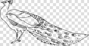 Peacock Clipart 3   Black And White Images Of Peacock  HD Png Download