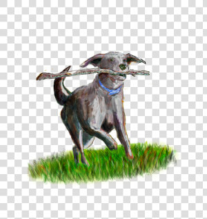 Secure Dog Field Somerset Evas Green   Dog Catches Something  HD Png Download