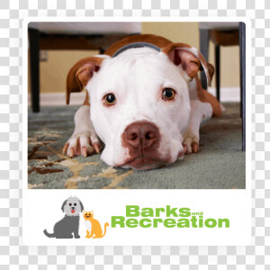 Dog Posing For Barks And Recreation   Brown And White Dogo Argentino  HD Png Download