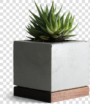 Planter Concrete And Walnut   Concrete Succulent Planter Png  Transparent Png