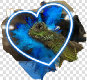 Petsmart Png  Transparent Png