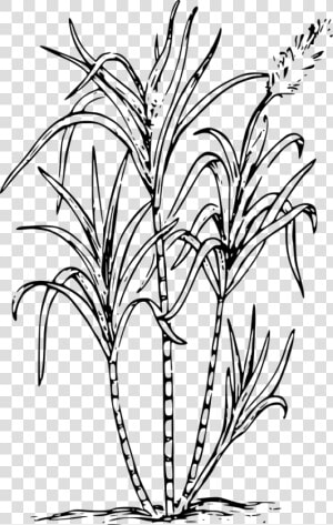 Sugar Cane Svg Clip Arts   Sugar Cane Coloring Page  HD Png Download