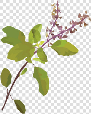 Tulsi Tree Png  Transparent Png