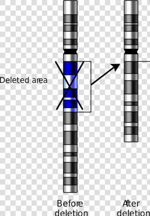 3 Types Of Dna Mutations  HD Png Download