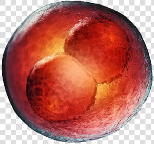 Embryo Png Transparent  Png Download