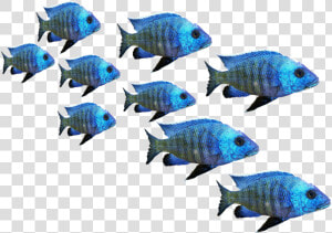 Fish  Fish Swarm  Perch  Sea  Lake  Water  Nature   Fish In Sea Png  Transparent Png