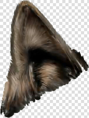  wolf  ears  strong  hearing  furry  hair  animal  pack   Wolf Ears Png  Transparent Png