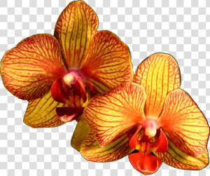 Plant Flower Moth Orange Orchids Orchid Clipart   Moth Orchid  HD Png Download