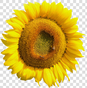 Yellow Sunflower Flower Png Image   Sunflower Tire Cover Back Up Camera  Transparent Png