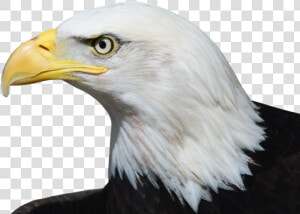 Bald Eagle  Adler  Raptor  Bird Of Prey  Bill  Bird   Relate To The Constitution  HD Png Download