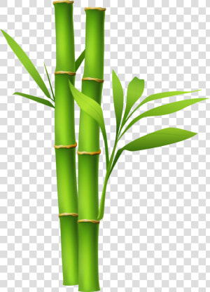 Bamboo plant plant Family bamboo Shoot flower flowering   Bamboo Png  Transparent Png