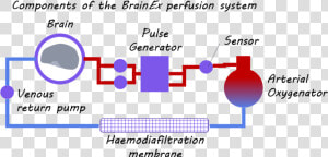 Deb   Inflammatory Responses In The Brain  HD Png Download