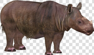 Rhinoceros Png Transparent Images   Zoo Tycoon 2 Sumatran Rhino  Png Download