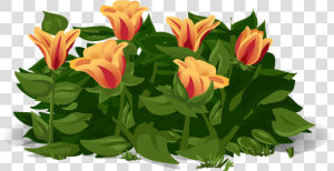 Tulips  Flowers  Plants  Yellow  Red  Petals  Orange   Gelukkige Lente Dag  HD Png Download