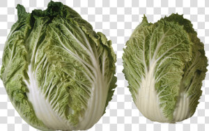 Salad Png Image   2 Heads Of Lettuce  Transparent Png