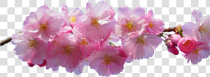 Transparent Cherry Blossom Png   Transparent Background Cherry Blossom Transparent Png  Png Download