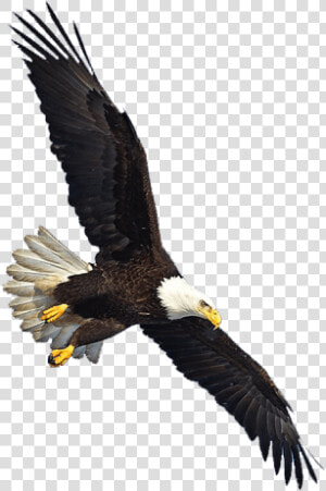 Us Eagle Flying   Eagle Flying Transparent Background  HD Png Download