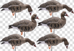 Full Body Hd Specklebelly Goose Decoys Class   Goose  HD Png Download