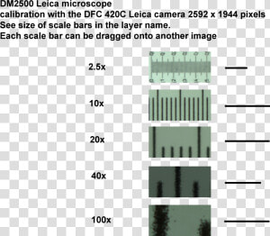 Transparent Scale Bar Png   Scale Bar Microscopy Magnification  Png Download