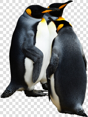 Penguins Group Of   Emperor Penguin Transparent Background  HD Png Download