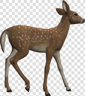 Deer Clipart Heterotroph   Clipart Reh  HD Png Download