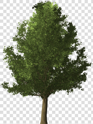 Ginkgo Tree  Ginkgo  Tree  Deciduous  Nature  Leaf   High Resolution Trees Png  Transparent Png