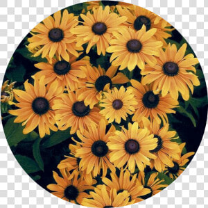  sunflower  circulo  girasol   Circulo De Girasoles Png  Transparent Png