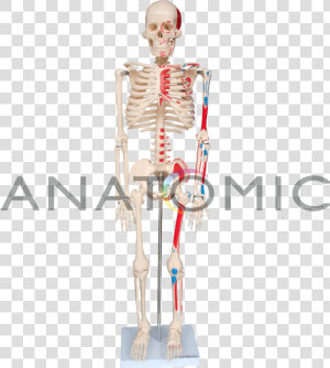 Clip Art Mao Esqueleto   Skeleton  HD Png Download