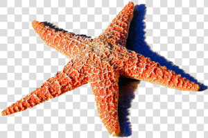 Red Starfish Png 1459k Clipart Panda Free Clipart Images   Ocean Starfish  Transparent Png