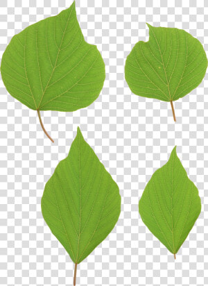 Green Leaves Picture Png   Portable Network Graphics  Transparent Png