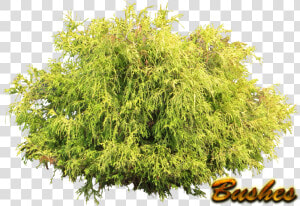 Bushes Png Pic   Transparent Background Shrubs Png  Png Download