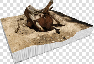 Tree Stump Png  Transparent Png