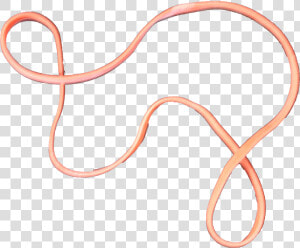 Elastic Band Png   Slender Blind Snake  Transparent Png