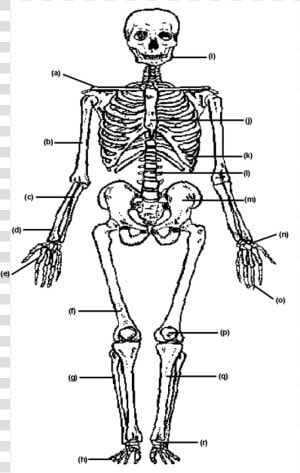 Systeme Musculo Squelettique Pdf  HD Png Download