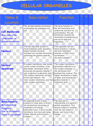 Structure And Function Of Major Organelles  HD Png Download