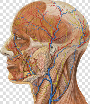 Lateral Head Anatomy Detail   Gross Anatomy Of Parotid Gland  HD Png Download