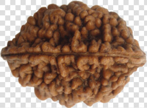 Price Of 2 Mukhi Rudraksha In India  HD Png Download