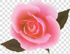 Rosa Cor De Rosa Vetor  HD Png Download