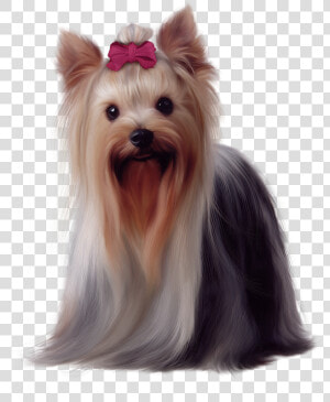 Yorkie Png 6 » Png Image   Golden Long Haired Dog  Transparent Png