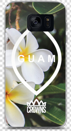 Frangipani  HD Png Download