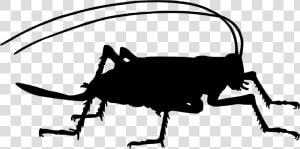 Cricket silhouette   Cricket Bug Silhouette Png  Transparent Png