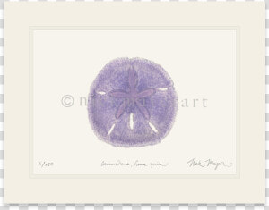 Purple Sand Dollar   Sand Dollar  HD Png Download