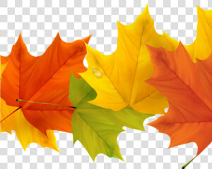 Free Fall Leaf Clip Art 19 Free Graphic Free Fall Leaves  HD Png Download