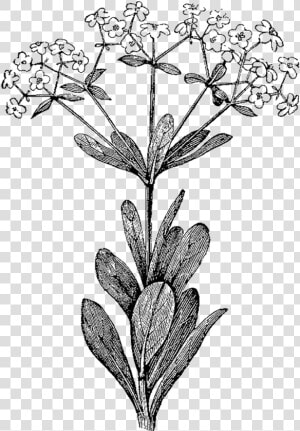 Herb Illustrations Png   Vintage Botanical Drawing Png  Transparent Png