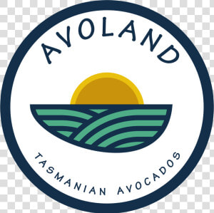 Avoland Avocados  HD Png Download